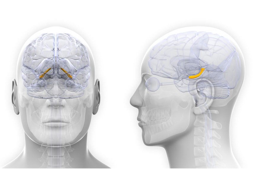 The hippocampus is the center of memory, emotion, and the autonomic nervous system.